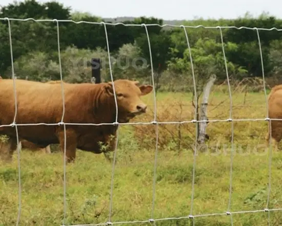 Reliable cattle fence ensuring animal safety.